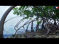 Natureshumaines  dcouvrons la mangrove srie docu