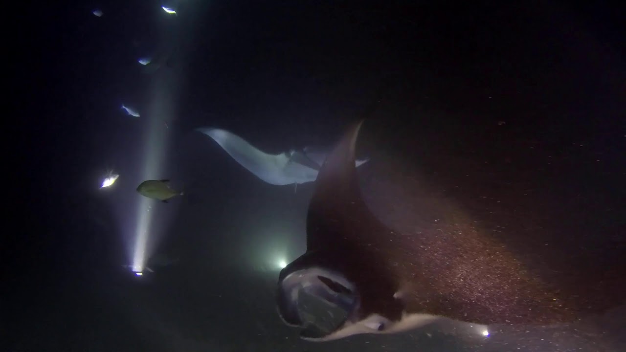 Blue Wilderness Manta Ray