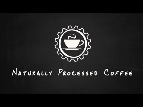 Coffee Processing Explained: