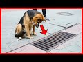 This dog looked into a storm drain every day and when it was opened people were shocked