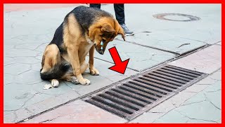 This Dog Looked into a Storm Drain Every Day, and When it was Opened, People Were Shocked! by Jaw-Dropping Facts 5,275,025 views 10 months ago 8 minutes, 2 seconds