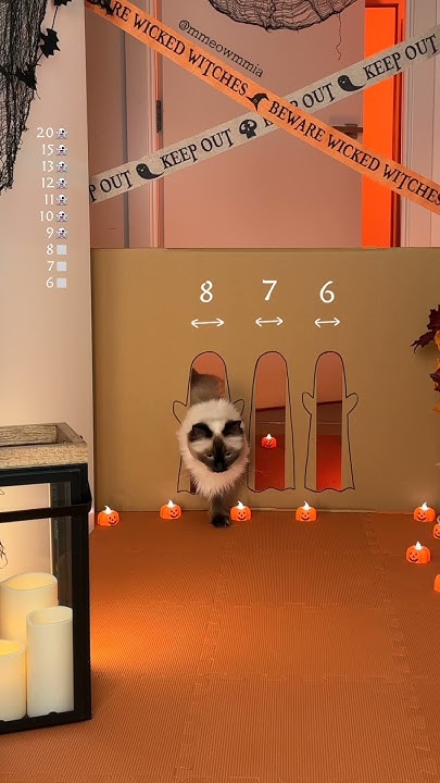 how-thin-can-jerrie-be-reducing-passage-halloween-edition-cat