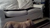 Keeping dog off the couch using tin foil - YouTube
