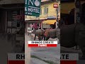 Viral Video: Fighting Rhinos Enter Village Area, People Flee in Fear | Nepal | Chitwan District