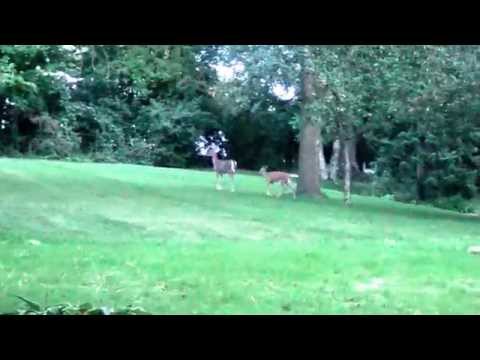 ირემი, სახლის ეზოში. Deer on 10TH Street, Wausau