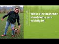 Hundeleine ➡️ Wieso eine passende Hundeleine sehr wichtig ist! ➡️ Praxisvideo ✔️