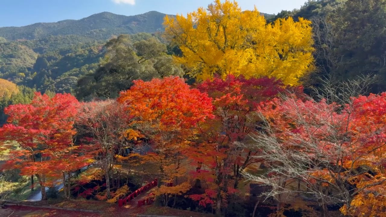 2024/12/02 超超超超超撮り頃です！ 田中山大元神社の紅葉 その10