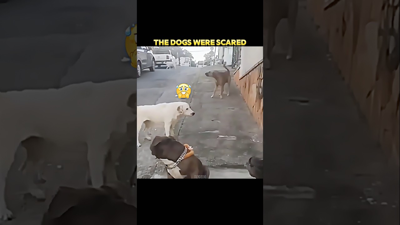 Dogs Fear Pit Bulls... But This Cat Doesn't! #trending #animals #wildlife #youtubeshorts #dog #cat