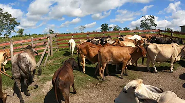 ¿Qué ocurre cuando los animales comen plástico?