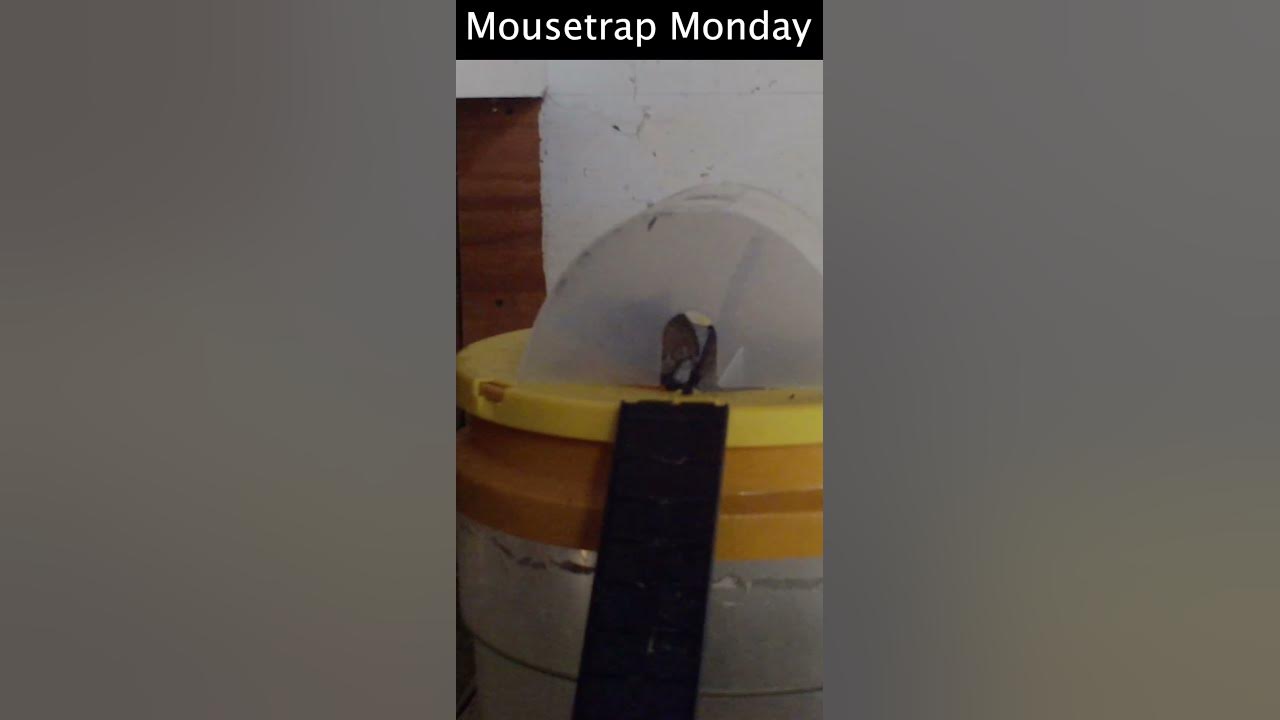 Dizzy Dunker - The World's Greatest Mouse Trap. Mousetrap Monday