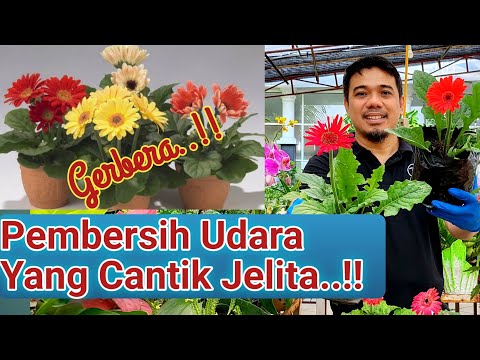 Video: Panduan Menanam Gerbera Daisy: Menanam Bunga Gerbera Daisy