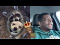 Shuler King - How Does A Dog And A Raccoon Fall In Love?!