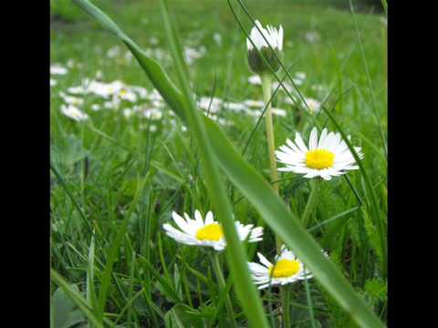 flori de camp, flori de munte (Paganini, Cantabile)