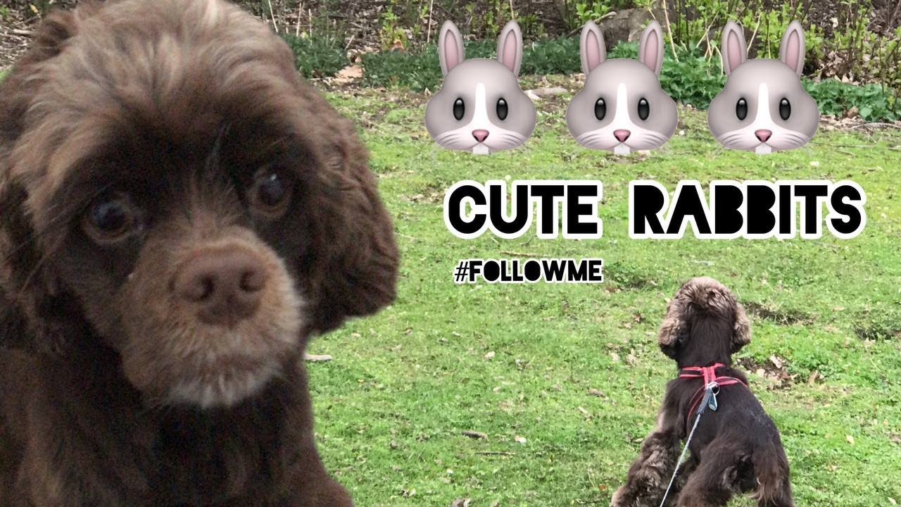 What a Walk with My American Cocker Spaniel and [FUNNY RABBITS] - YouTube