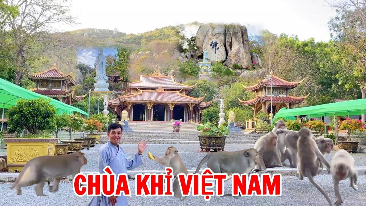 Ngôi chùa có Đàn Khỉ Hoang Dã nhiều nhất ở Vũng Tàu | Thiền Viện Chân Nguyên núi Minh Đạm | SaLa TV