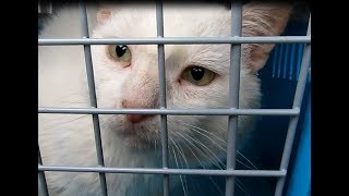 Взял кота из приюта Взял кота из приюта