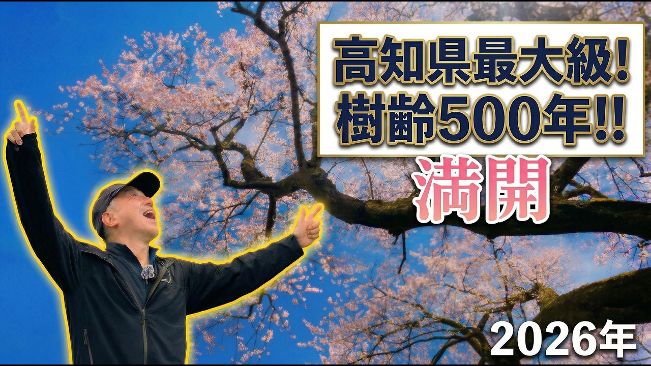 Full bloom in 2026! 500-year-old 
