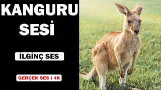 Gerçek Kanguru Sesleri | Yüksek Kalite | İlginç Kanguru Sesi Deneyimi! | 4K