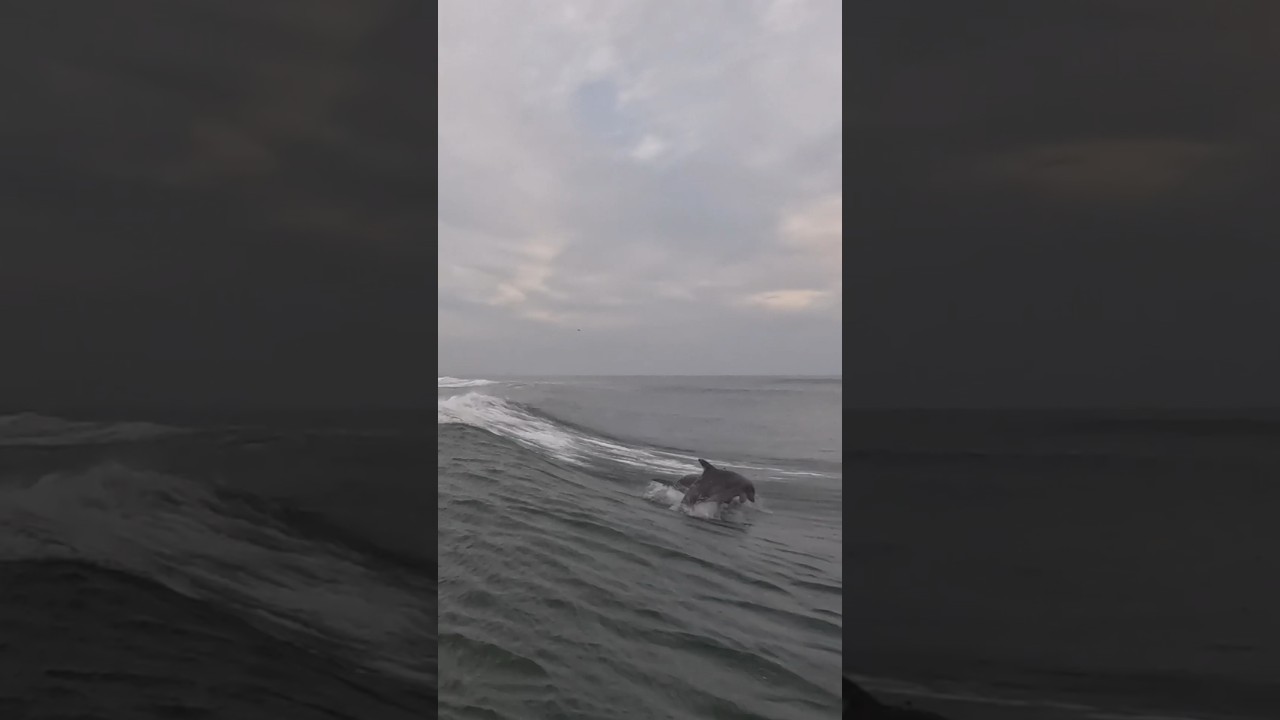 Dolphins In The Wild 