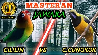 LOVEBIRD VS CUCAK CUNGKOK - Masteran Tembakan Speed Rapattt