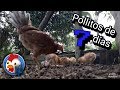 Pollitos de 7 días de nacidos 🐤, cruce de gallina fina con gallo criollo