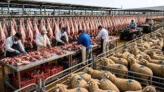 Inside Australia's Unbelievable Scale: 527,000 Sheep Farmed and Processed in Australia Each Week