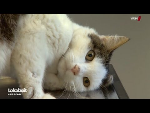 Wie Lange Bleibt Deine Katze Weg 7 Gründe Für Ein