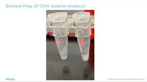 Isolating Ultra-high Molecular Weight (UHMW) DNA for Genome-wide Structural Variant Analysis