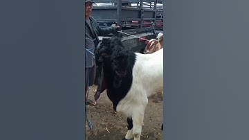 Thumbnail of Kambing PE Harga Ekonomisan TB 108 cm,Pasar Wlingi-Blitar