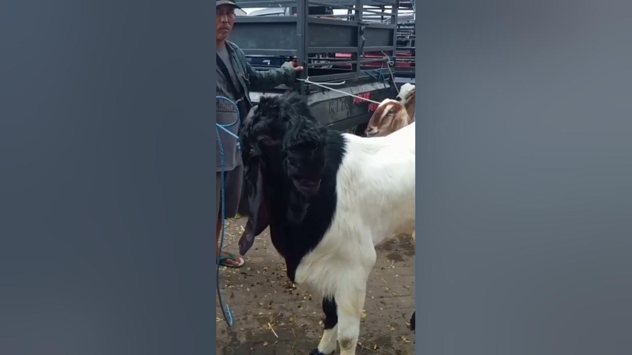 Kambing PE Harga Ekonomisan TB 108 cm,Pasar Wlingi-Blitar