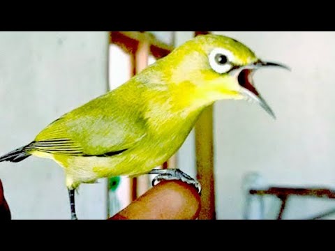Pancingan Pleci Juara Nasional Dalam 1 Menit Pleci Langsung Ngalas