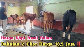 Review Harga 1 Desember  Bakalan  2 Ekor Harga Sama  18,5 Juta‼️Agen Sapi Cak Sutris Wonokerto #sapi