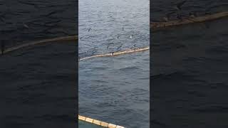 tủ bao trúng món cá ngừ hàng nghìn chim hải âu bay tới mỗ cá