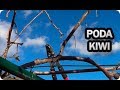 Asi Tienes Que Podar El Kiwi Para Mejorar La Producción || La Huertina De Toni