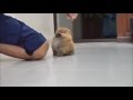 Пушистый маленький щенок / Cute little fluffy puppy