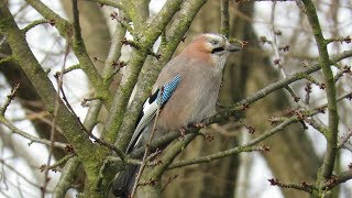 338. Krmení ptáků v zimě 2017 - 2018, Ptáci ČR, Winter Feeding Birds in a Garden