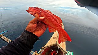 MAPUPULANG ISDA ANG MGA KUMAGAT!!!😱