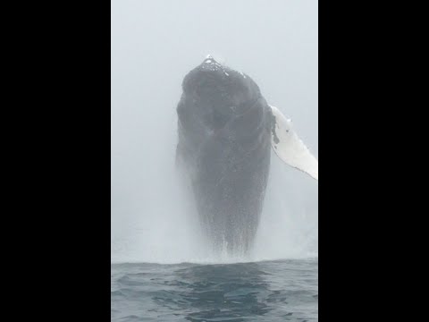 Video: Opazovanje kitov na Dana Pointu in Coastal Orange County