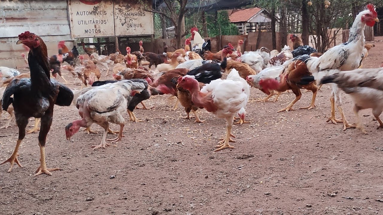 Quanto lucrei no mês de julho com criação de galinhas caipiras?colhemos ovos, tratamos dos Frangos.