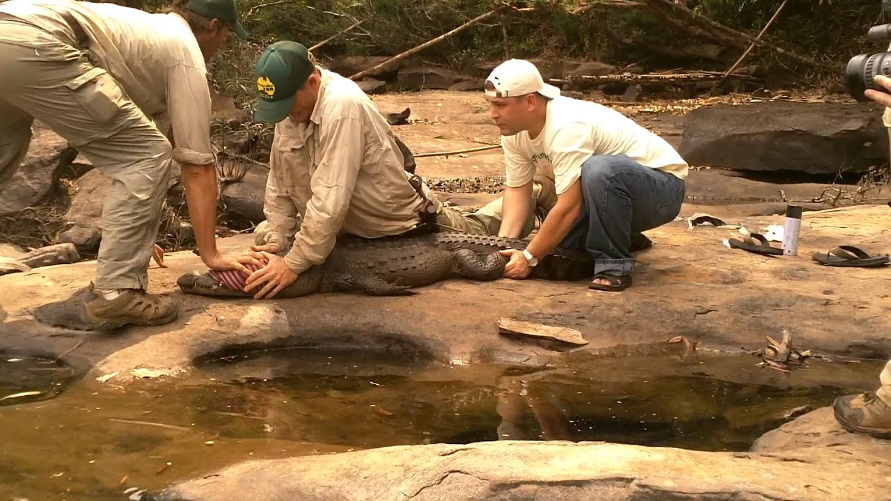 Siamese Crocodile rescue and release - YouTube
