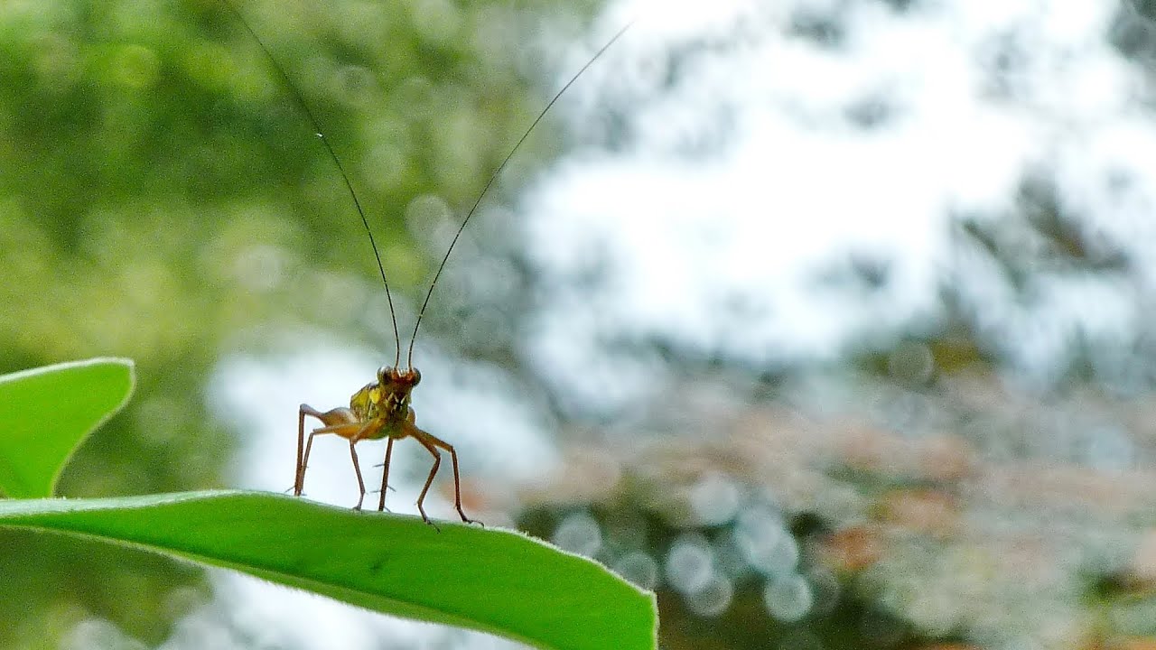 Cricket chirping, then stops YouTube