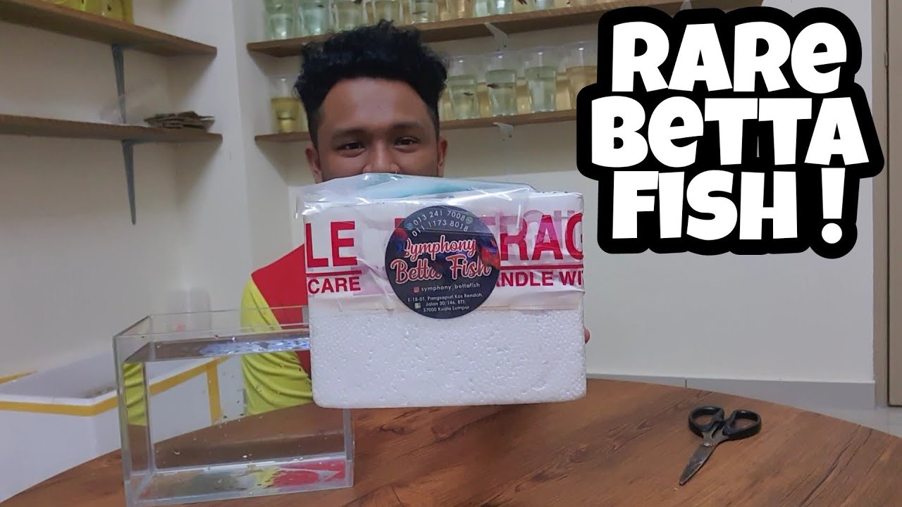 ANTARA IKAN LAGA YANG RARE DI MALAYSIA. HADIAH ISTIMEWA PALING SUSAH NAK DAPAT.