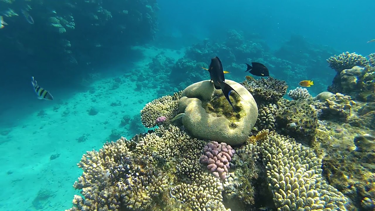 Обитатели красного моря шарм эль шейх у берега Обитатели красного моря шарм эль шейх у берега