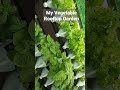 My Vegetable Rooftop Garden