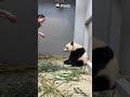 It’s Snack O’clock! | iPanda #shorts #HKPanda