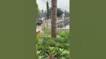 Thumbnail of Cosmos flower