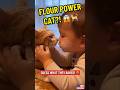 Guess what we’re baking! 🍪🤔  ToddlersOfYouTube #ViralShorts #LifeWithCats #FunnyMoments #USA #yt