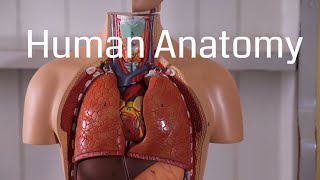 Basic Human Anatomy for Beginners Resimi