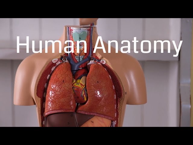 Basic Human Anatomy for Beginners class=