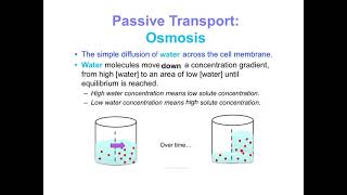 U2 2.2 Concept 2 Notes - Cell Transport 1.mp4